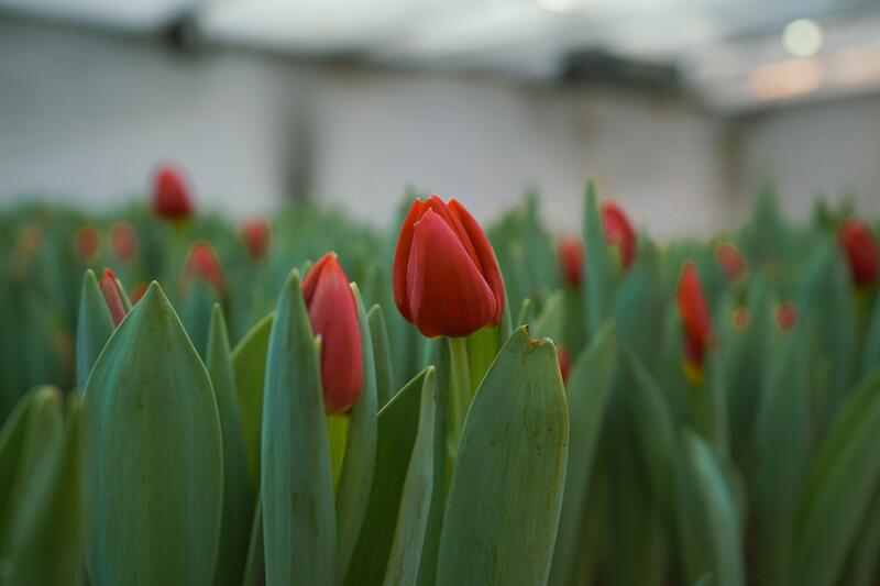 В ТУРКЕСТАНЕ В БОТАНИЧЕСКОМ САДУ УНИВЕРСИТЕТА ЗАЦВЕЛИ ТЮЛЬПАНЫ