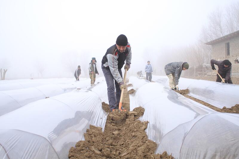 В ТУРКЕСТАНСКОЙ ОБЛАСТИ НАЧАЛАСЬ ПОСАДКА РАННИХ ОВОЩНЫХ КУЛЬТУР