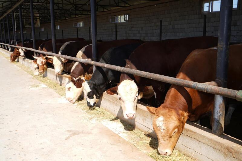 В ТУРКЕСТАНСКОЙ ОБЛАСТИ РАБОТЫ В СФЕРЕ ВЕТЕРИНАРИИ ВЕДУТСЯ ПО ПЛАНУ