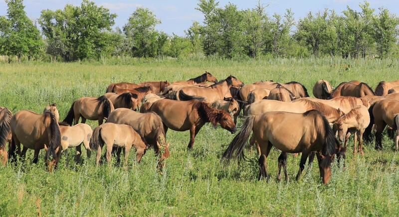 Поголовье скота в Актюбинской области выросло на 7% благодаря господдержке