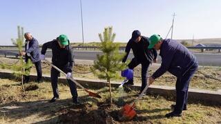 ТУРКЕСТАН: НА СУББОТНИКЕ В КАЗЫГУРТЕ БЫЛИ ПОСАЖЕНЫ ДЕКОРАТИВНЫЕ ДЕРЕВЬЯ