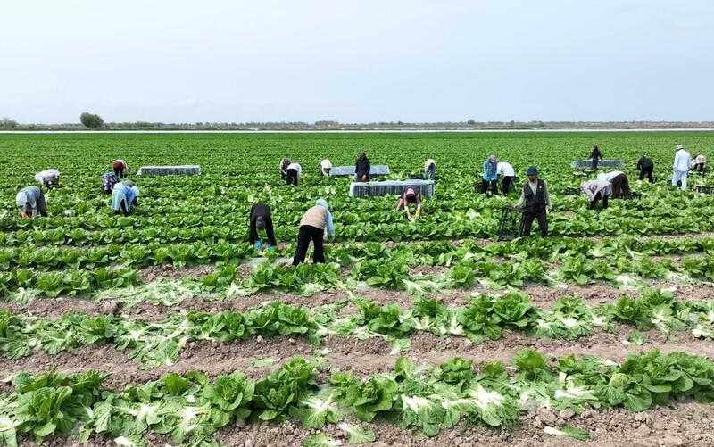 Аграрии Туркестанской области экспортировали в Россию раннеспелую капусту