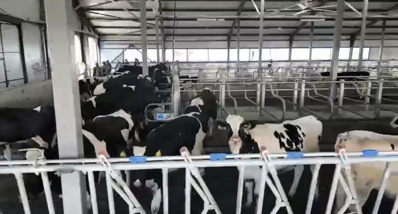 В Казахстане обновляют племенное поголовье для увеличения производства молока и мяса