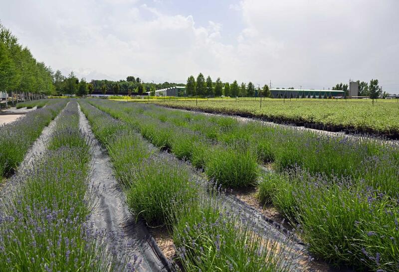 Глава государства посетил тепличный комплекс GREEN ЕСО