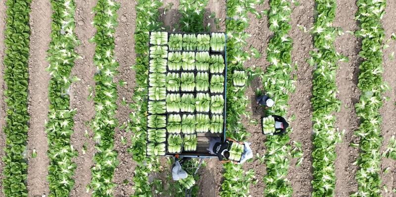 Аграрии Туркестанской области экспортировали в Россию раннеспелую капусту