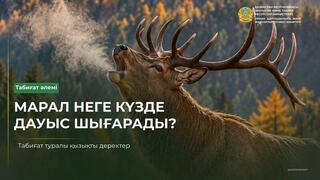 Почему маралы подают голос осенью?