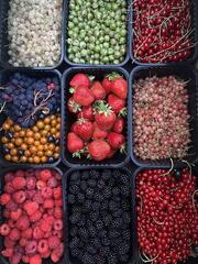 Питомник «Семиречье» - будущее казахстанского ягодоводства