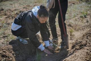 Более 1000 жителей области посадили саженцы на территории соснового бора