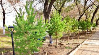 Общенациональный субботник «Таза Қазақстан»: в Карагандинской области высадили 10 тысяч деревьев