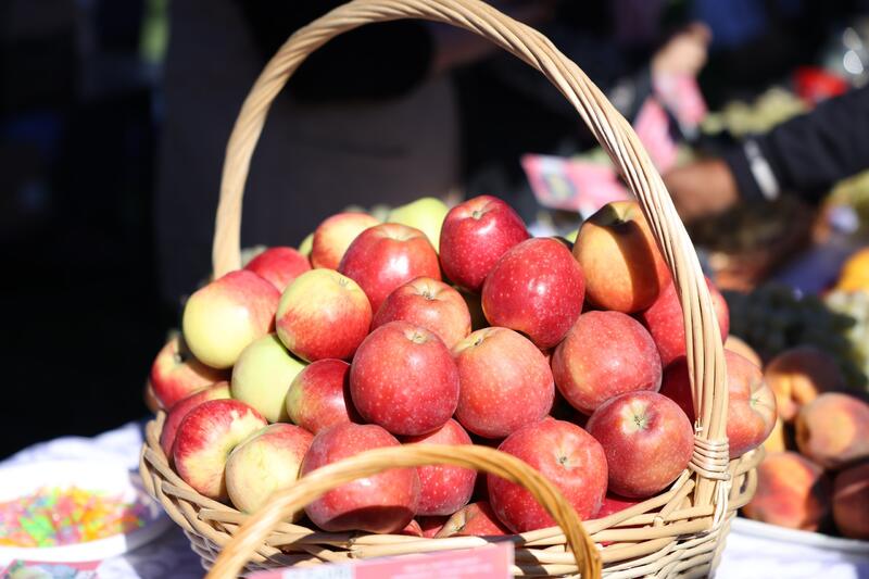 Традиционный «День сада» в Талгаре: главный акцент — восстановление апорта