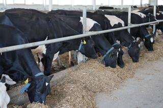 Айдарбек Сапаров ознакомился с реализацией программы по тиражированию опыта СКО в Костанайской области