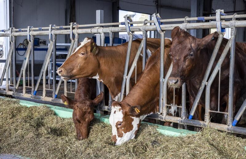 В Жетісу объем переработки производимой в регионе продукции достиг 68%