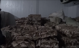 Более 75 тонн филе судака незаконно экспортировали в Европу из Кызылординской области