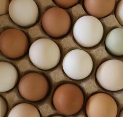 Крупные торговые сети снизят торговую надбавку на яйца первой категории