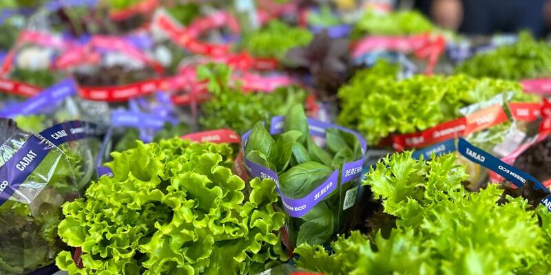 В Алматинской области функционирует современный тепличный комплекс по производству экологически чистой продукции