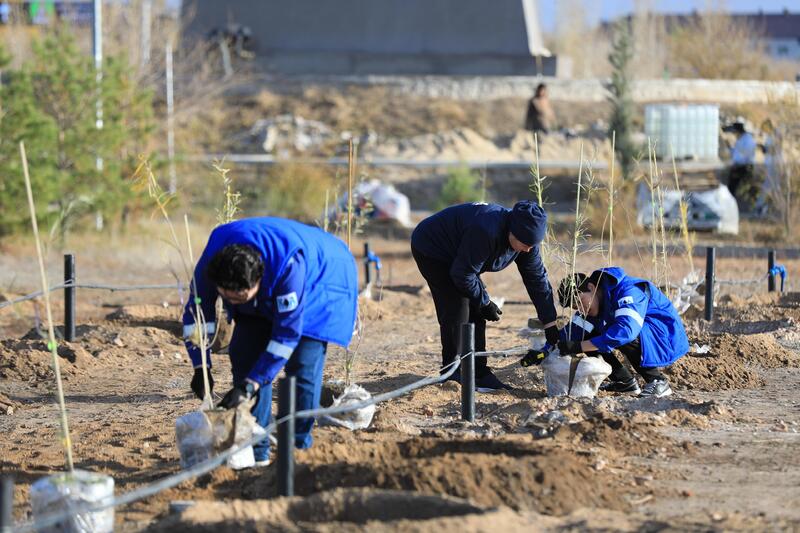 В Актобе впервые высадили реликтовое дерево турангу, приспособленное к засушливому климату