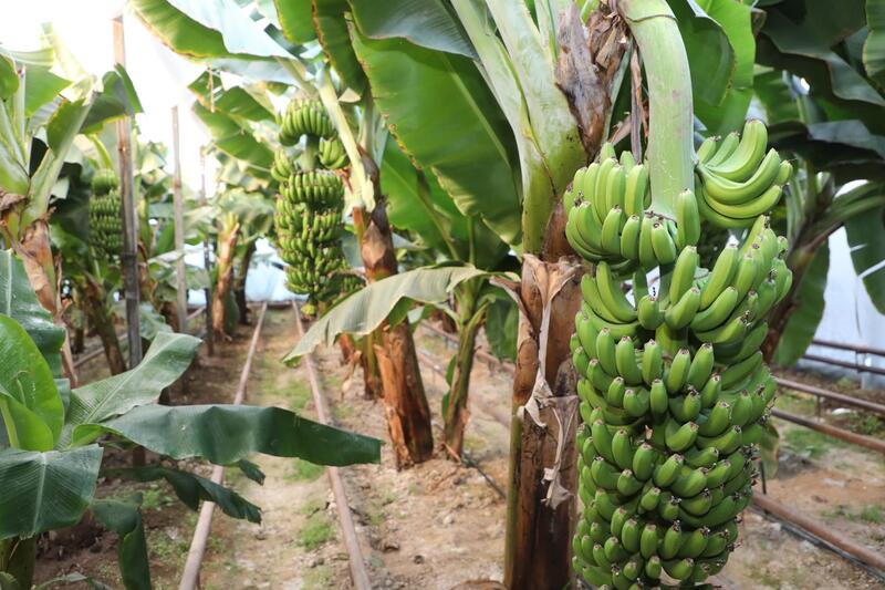 В САРЫАГАШСКОМ РАЙОНЕ ВЫРАЩИВАЮТ ВСЕМИРНО ИЗВЕСТНЫЙ СОРТ БАНАНОВ «КАВЕНДИШ»