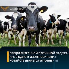 Предварительной причиной падежа КРС в одном из Актюбинских хозяйств является отравление