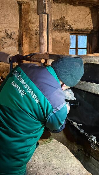 В Алматы бесплатно вакцинируют сельскохозяйственных животных
