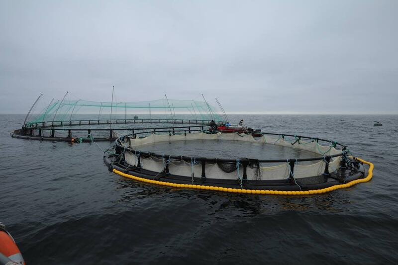 В Мангистау реализуется первый в Центральной Азии проект морской аквакультуры