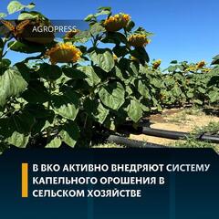 В ВКО активно внедряют систему капельного орошения в сельском хозяйстве