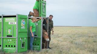 В Казахстан прибыла новая группа лошадей Пржевальского
