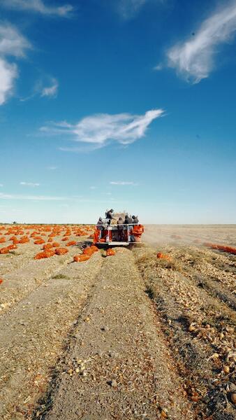 В Атырау с начала посевной кампании собрано 104,5 тысячи тонн урожая