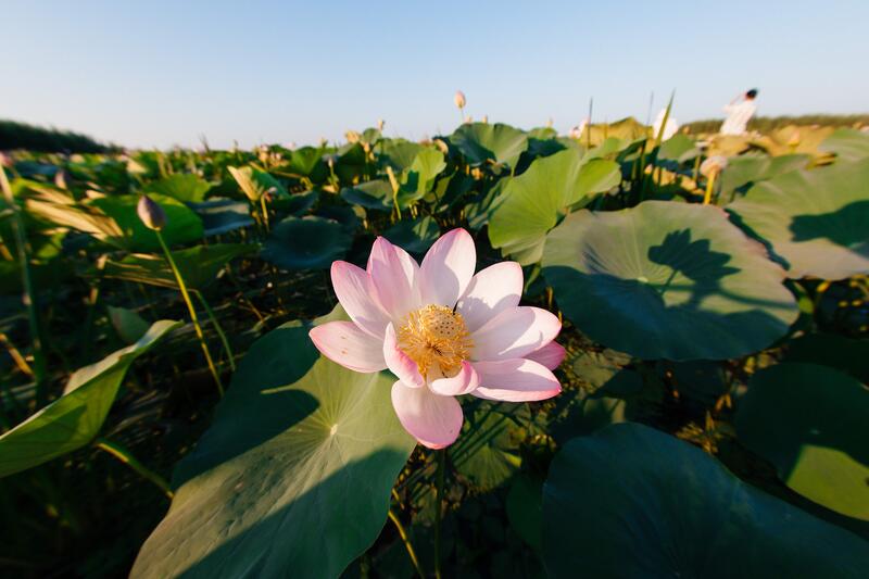 В Атырауской области стартовал международный фестиваль «LOTUS FEST – 2025»