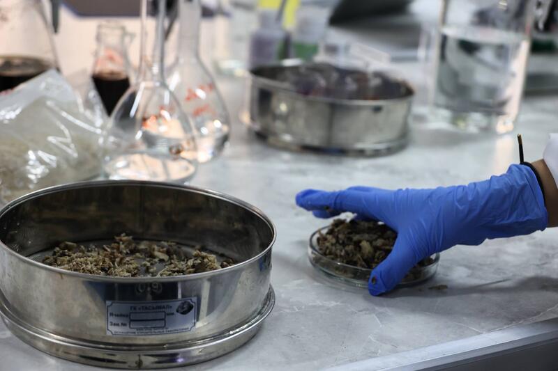 Ученые Сатпаева разработали ценные материалы из сельхозотходов