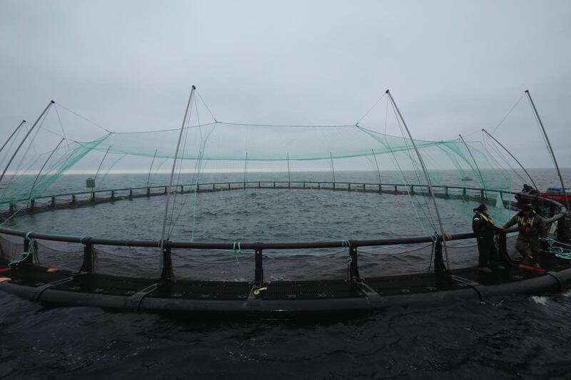 В Мангистау реализуется первый в Центральной Азии проект морской аквакультуры