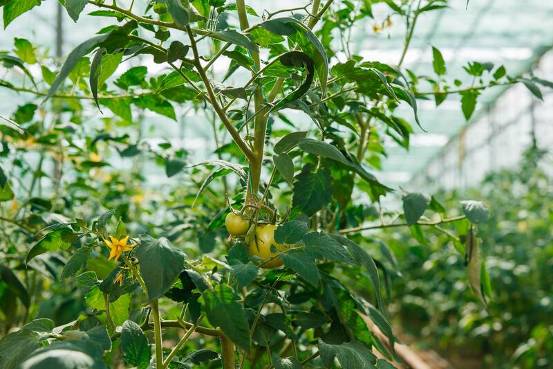 Атырау өнімі: атырауская семья производит тысячи тонн овощей в год