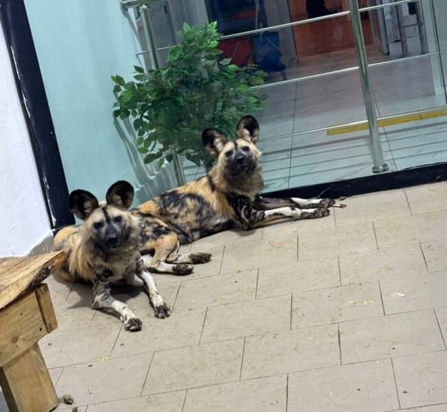 Краснокнижные гиены и гиеновидные собаки появились в Карагандинском зоопарке