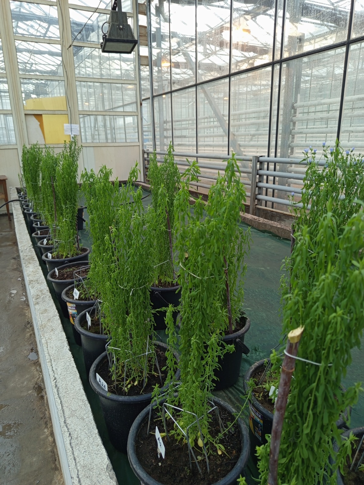 В Казахстане впервые ускорили селекцию льна: до четырёх поколений в год