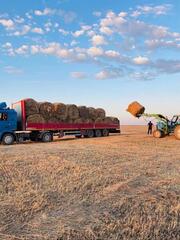 В Казахстане заготовлено 28,9 млн тонн кормов