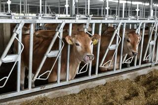 Комплексный план и 200 млрд тенге: как будет развиваться животноводство