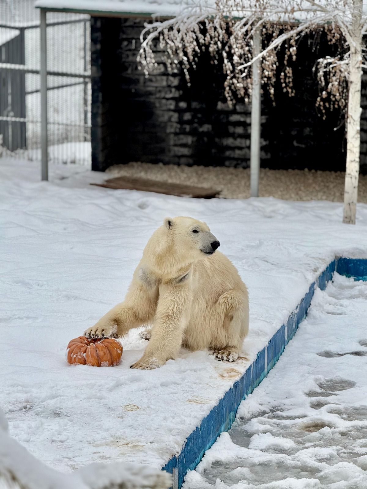 В Алматинском зоопарке увеличилось количество новых видов животных и растёт число посетителей