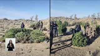 Спецоперация: в Жамбылской области ликвидирована крупная плантация конопли