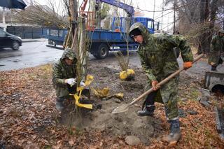В Талдыкоргане начали посадку деревьев на местах несанкционированных свалок