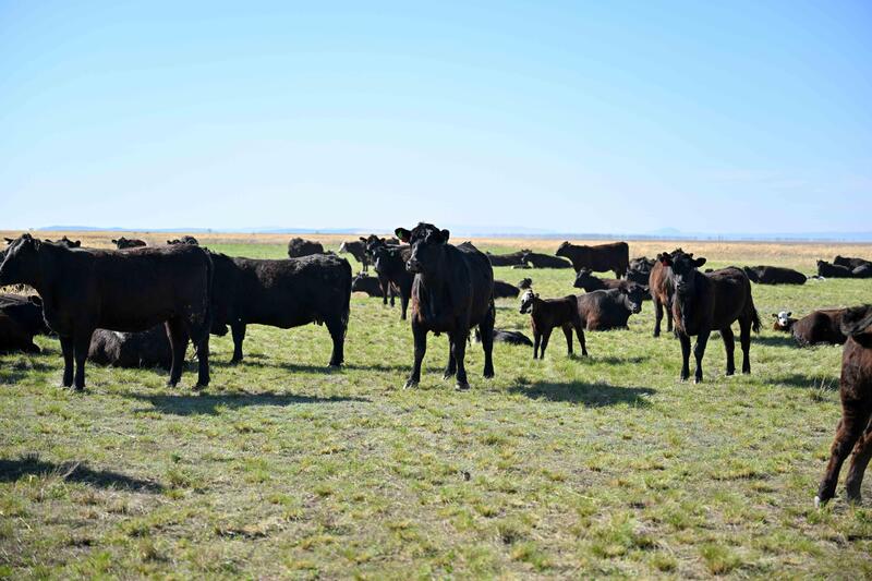 Аким области посетил агропромышленный комплекс «Елим-ай Кокпекты»