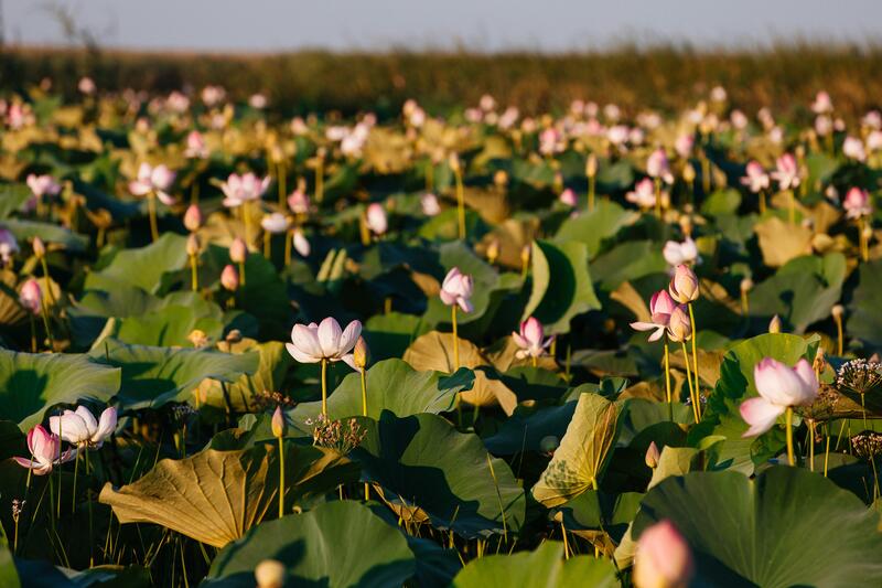 В Атырауской области стартовал международный фестиваль «LOTUS FEST – 2025»