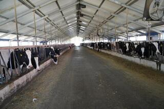 В Казахстане достаточно говядины: экспорт сохранится в рамках квот