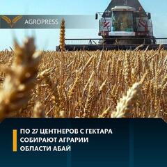 По 27 центнеров с гектара собирают аграрии области Абай