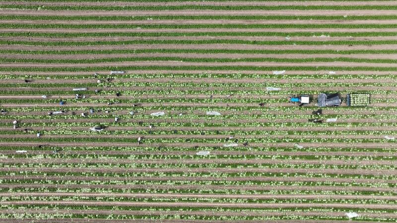 Аграрии Туркестанской области экспортировали в Россию раннеспелую капусту