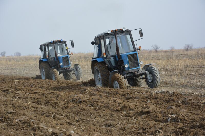 В Жамбылской области в 2026 году сельхозкультуры разместят на площади 665,4 тыс. гектаров