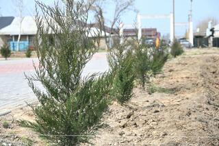 ТУРКЕСТАН: В ДЕНЬ ОБНОВЛЕНИЯ В ЖЕТЫСАЕ ВЫСАЖЕНО 5 ТЫСЯЧ САЖЕНЦЕВ