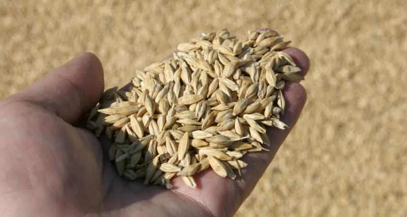 ХЛЕБОПРИЕМНЫЕ ПРЕДПРИЯТИЯ СНИЗИЛИ ТАРИФЫ ПОСЛЕ УВЕДОМЛЕНИЙ АНТИМОНОПОЛЬНОГО ОРГАНА