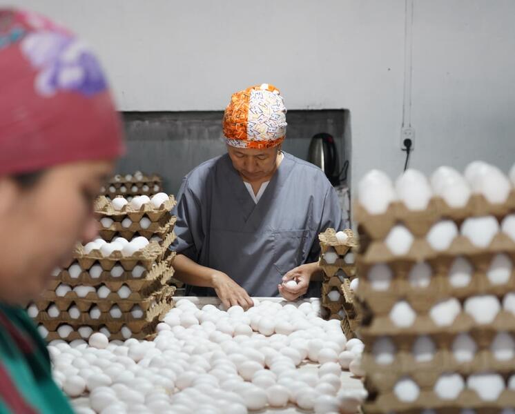 ТУРКЕСТАН: ПТИЦЕФАБРИКА В САРЫАГАШЕ ОБЕСПЕЧИВАЕТ РЕГИОН ОТЕЧЕСТВЕННОЙ ПРОДУКЦИЕЙ