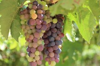 В ТУРКЕСТАНСКОЙ ОБЛАСТИ С НАЧАЛА ГОДА ПРОИЗВЕДЕНО ПРОДУКЦИИ СЕЛЬСКОГО ХОЗЯЙСТВА НА СУММУ 487 МЛРД ТЕНГЕ