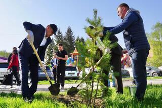 В Усть-Каменогорске на центральной улице Казахстан высажено 38 сосен