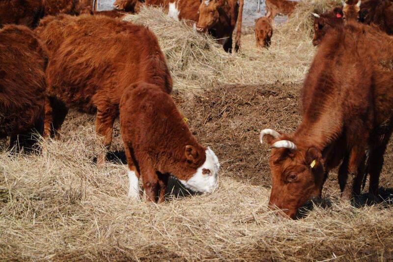 Мясной кластер мощностью свыше 37 тыс. голов формируется в Акмолинской области